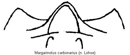 margarinotus_carbonarius_kehlpl.gif