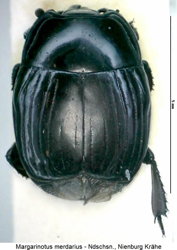 margarinotus_merdarius_hab.jpg