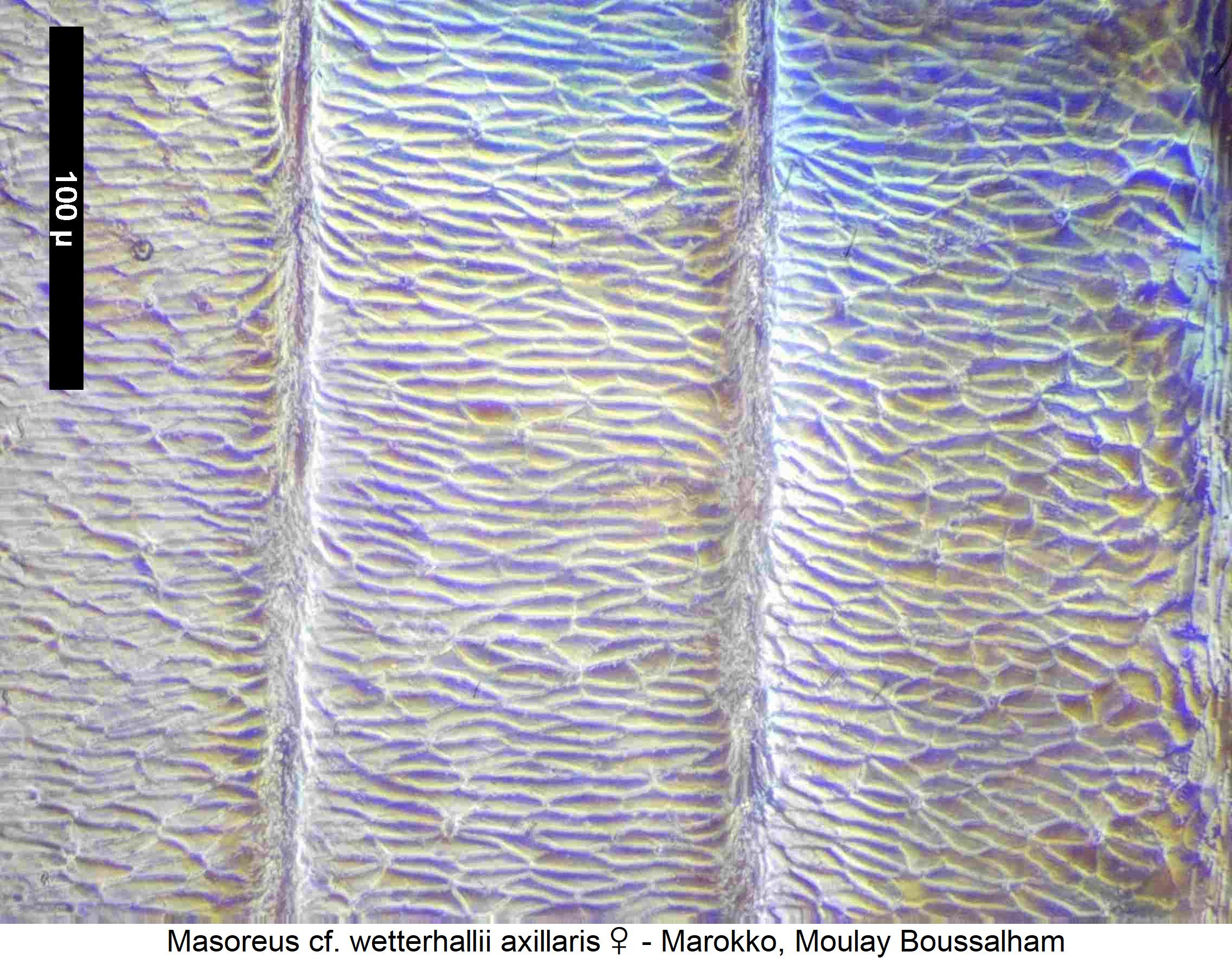masoreus_axillaris_ms.jpg
