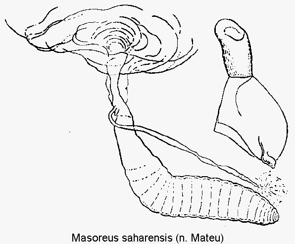 masoreus_saharensis_ovi.gif