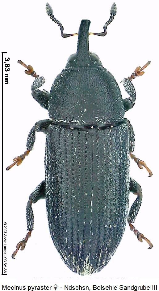 mecinus_pyraster_hab.jpg