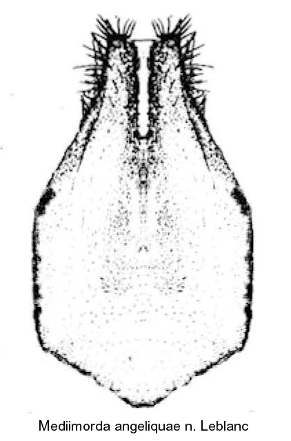 mediimorda_angeliquae_urosternit.jpg
