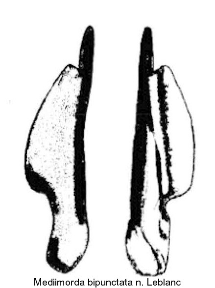 mediimorda_bipunctata_pm_li.jpg