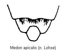 medon_apicalis_hlb.gif