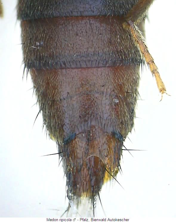 medon_ripicola_hlb.jpg