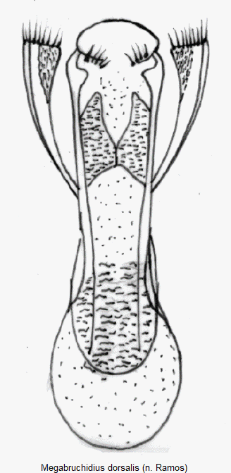 megabruchidius_dorsalis.gif