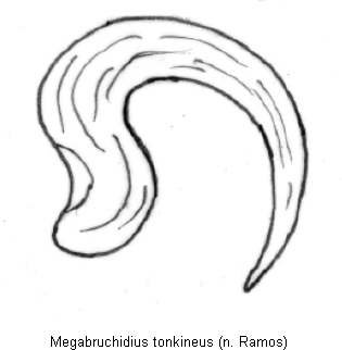 megabruchidius_tonkineus_sperm.gif