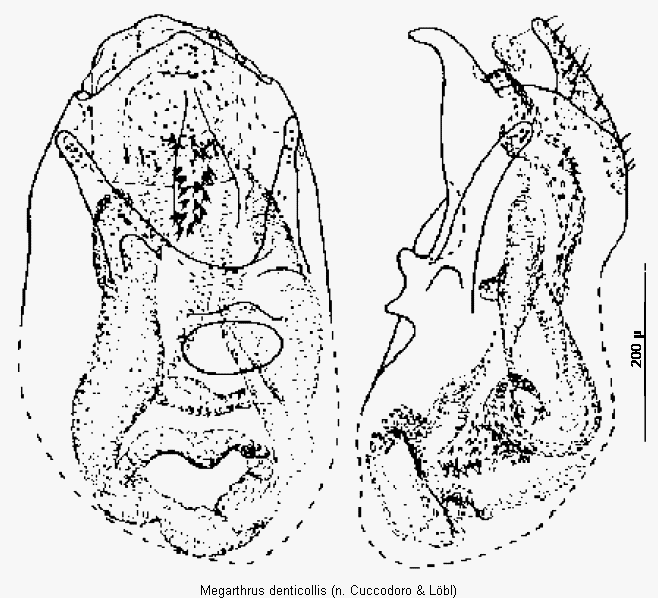 megarthrus_denticollis.gif