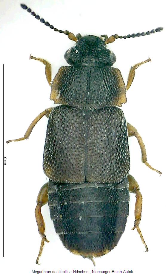 megarthrus_denticollis_hab.jpg