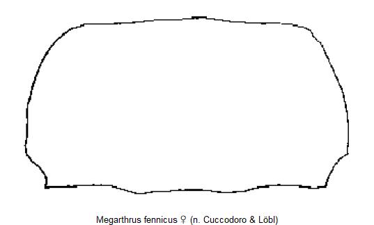 megarthrus_fennicus_hsch.jpg