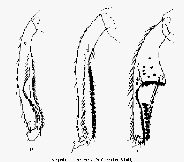 megarthrus_hemipterus_schn.gif