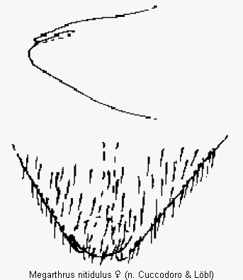 megarthrus_nitidulus_ter.gif