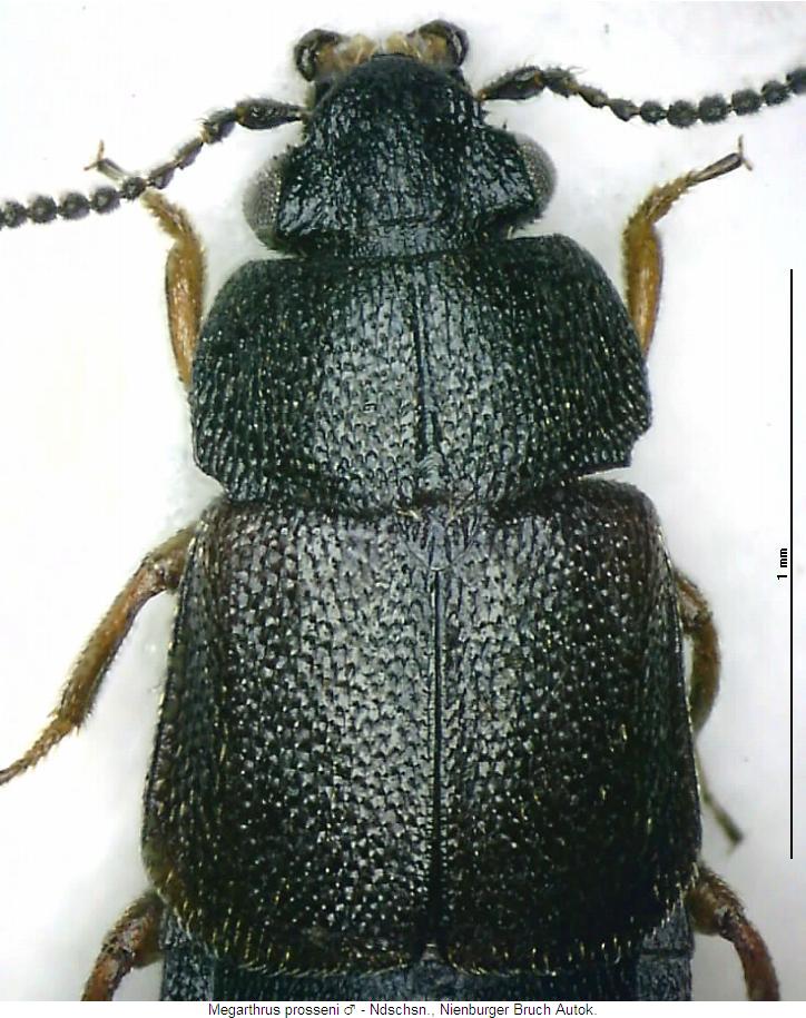 megarthrus_prosseni_vk.jpg
