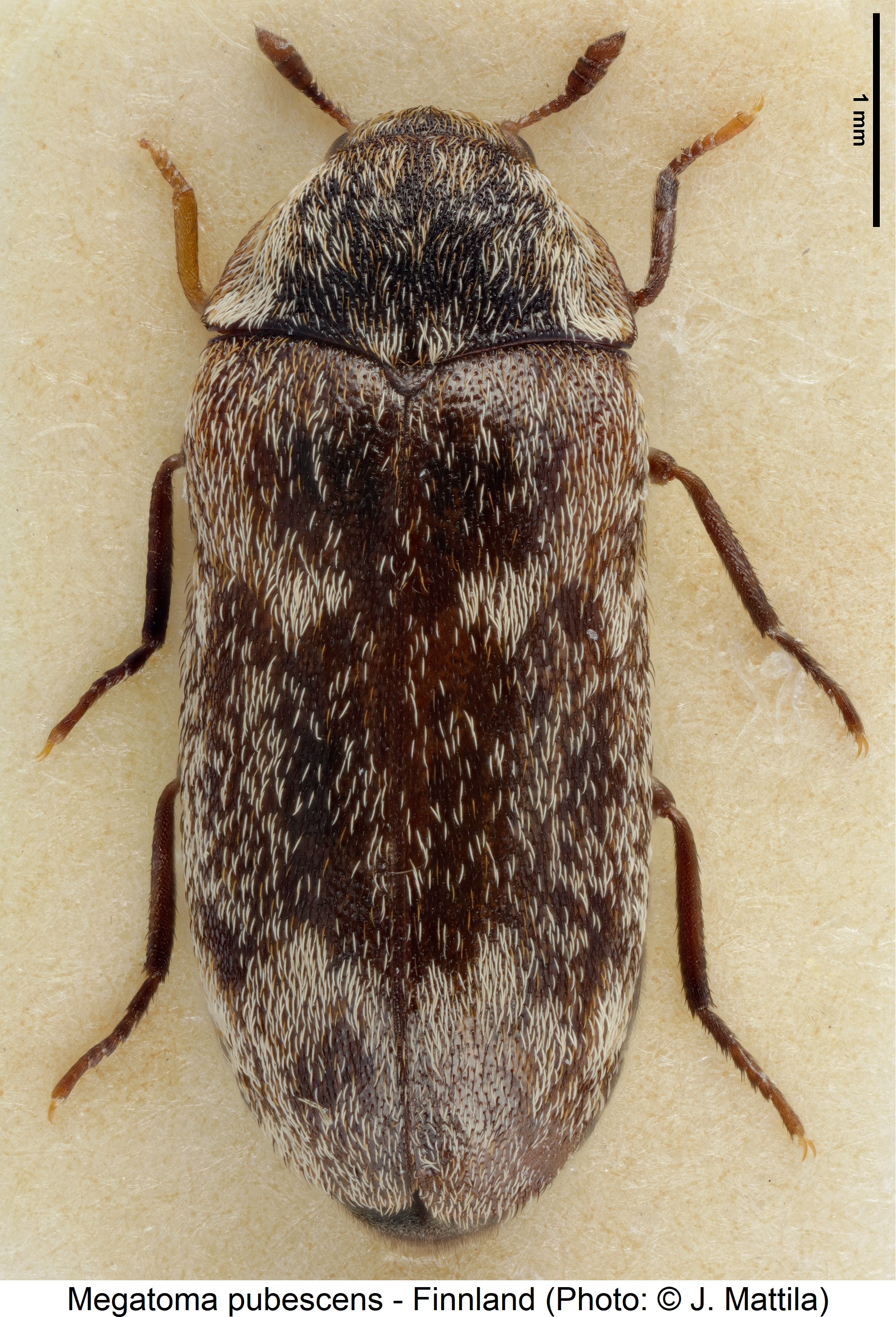 megatoma_pubescens_hab.jpg