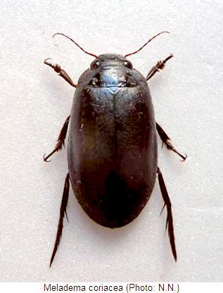 meladema_coriacea_hab.jpg