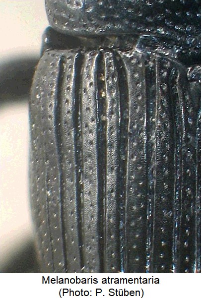 melanobaris_atramentaria_fld.jpg