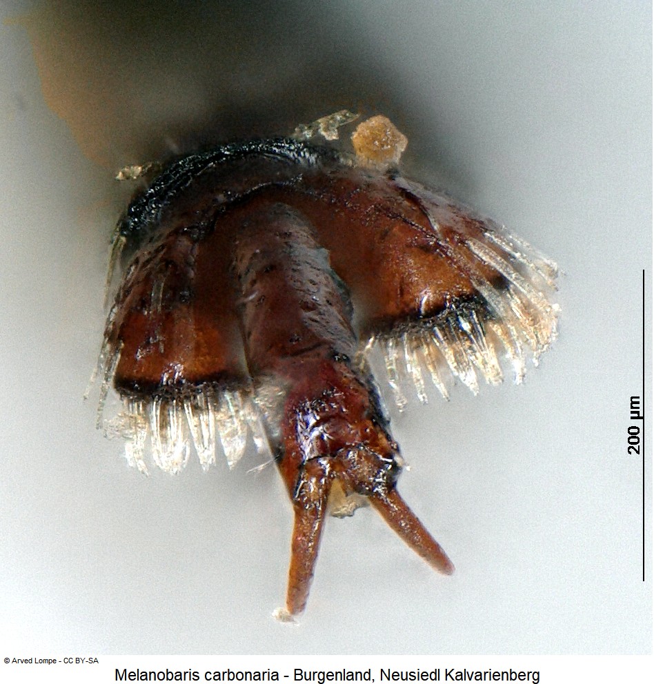 melanobaris_carbonaria_ck14858_klauen.jpg