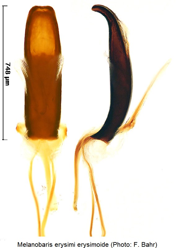 melanobaris_erysimoide.jpg
