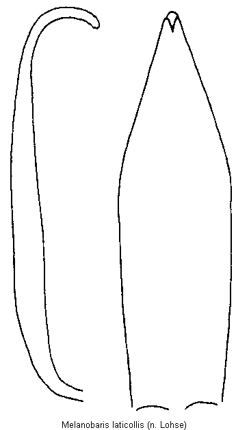 melanobaris_laticollis.gif