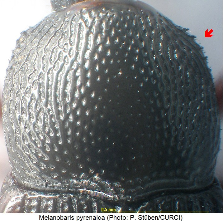 melanobaris_pyrenaica_hsch.jpg