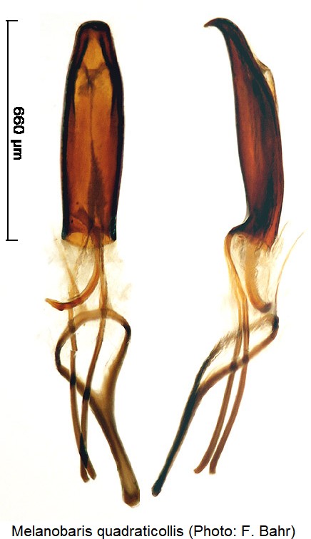 melanobaris_quadraticollis.jpg
