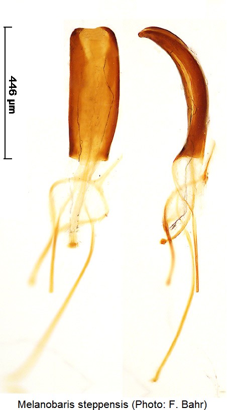 melanobaris_steppensis-1.jpg
