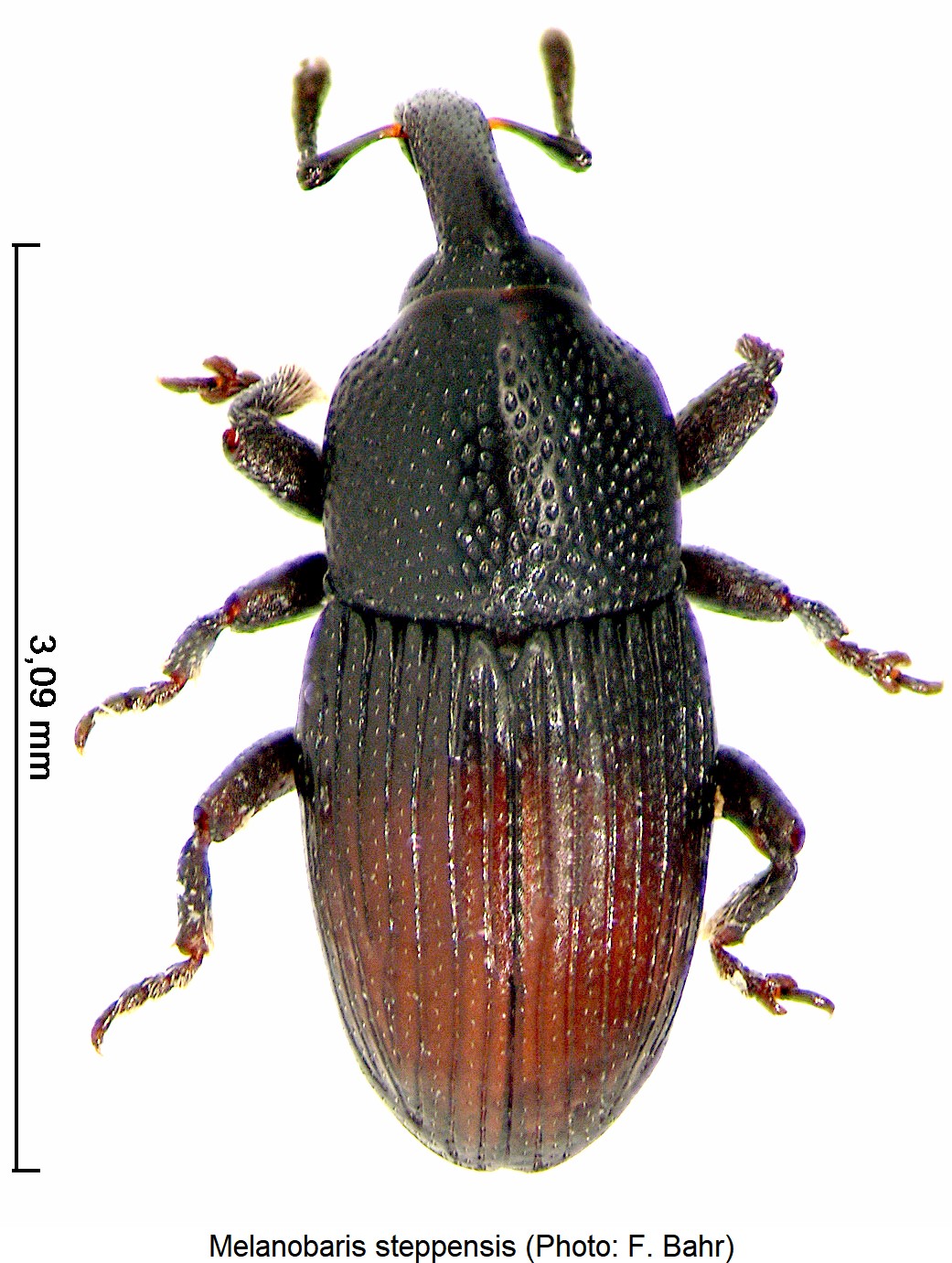 melanobaris_steppensis_hab-1.jpg