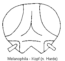 melanophila_k.gif