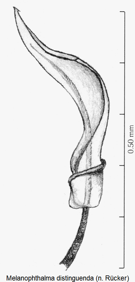 melanophthalma_distinguenda.gif