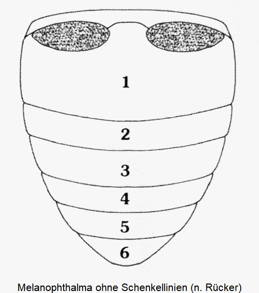melanophthalma_ohne_schenkellinien.gif