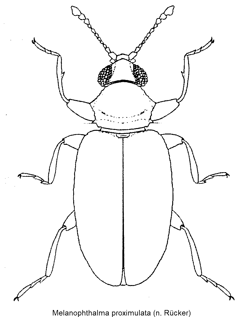 melanophthalma_proximulata_hab.gif