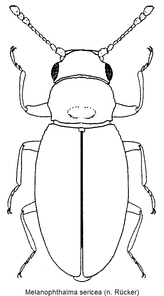 melanophthalma_sericea_hab.gif