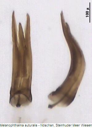 melanophthalma_suturalis.jpg