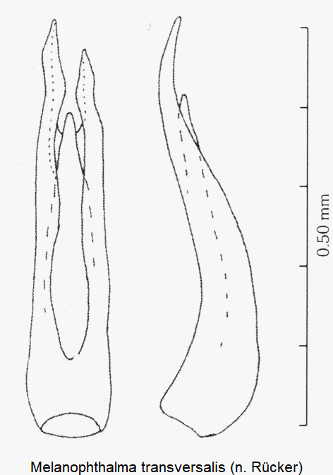 melanophthalma_transversalis.gif