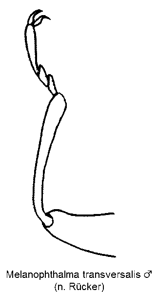 melanophthalma_transversalis_m_vschn.gif
