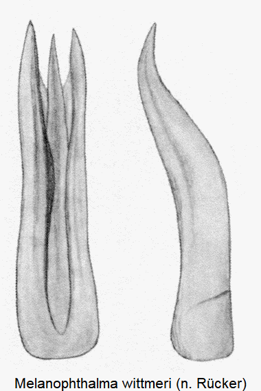 melanophthalma_wittmeri.gif