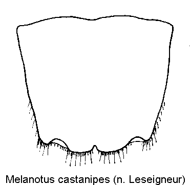 melanotus_castanipes_ter.gif