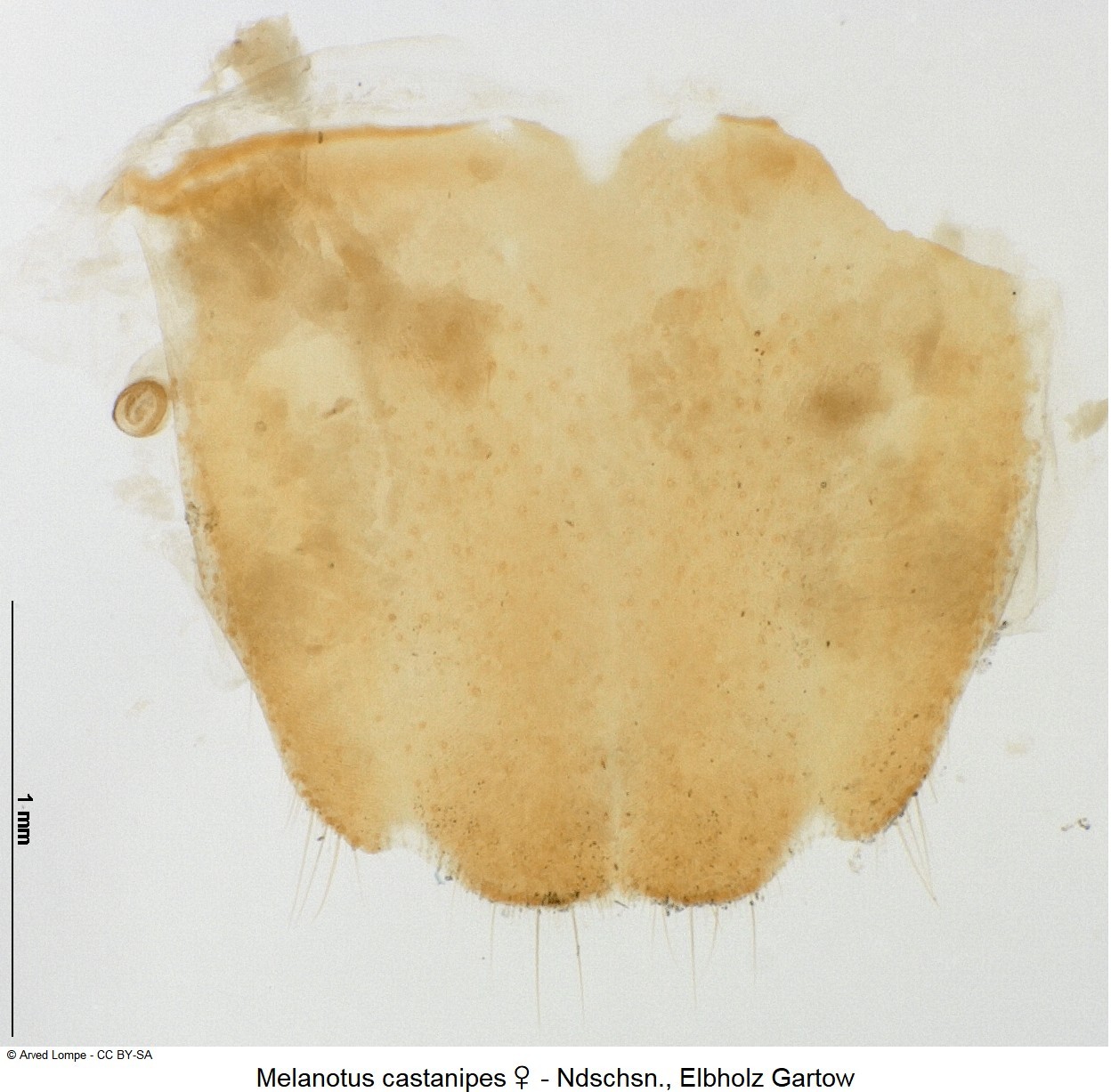 melanotus_castanipes_w_ck6897_ter.jpg