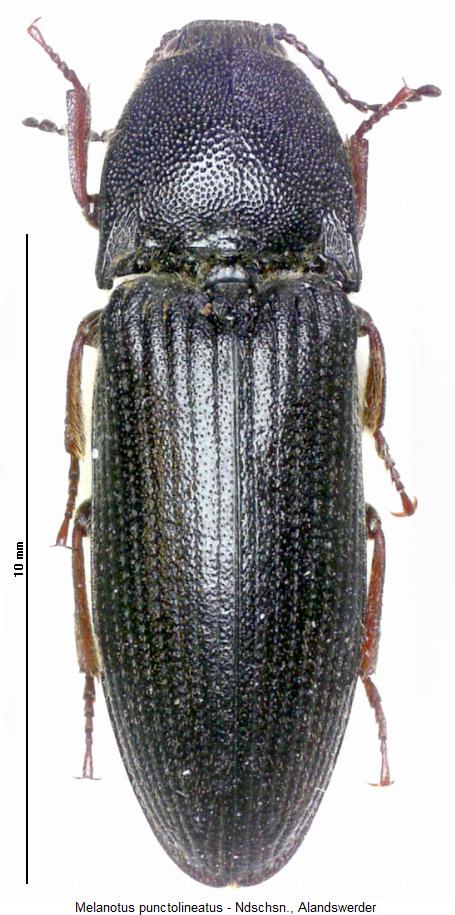 melanotus_punctolineatus_hab.jpg