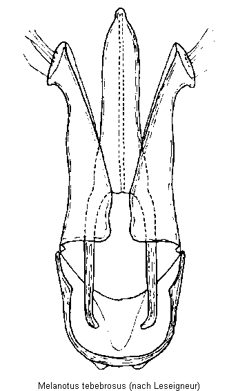 melanotus_tenebrosus.gif