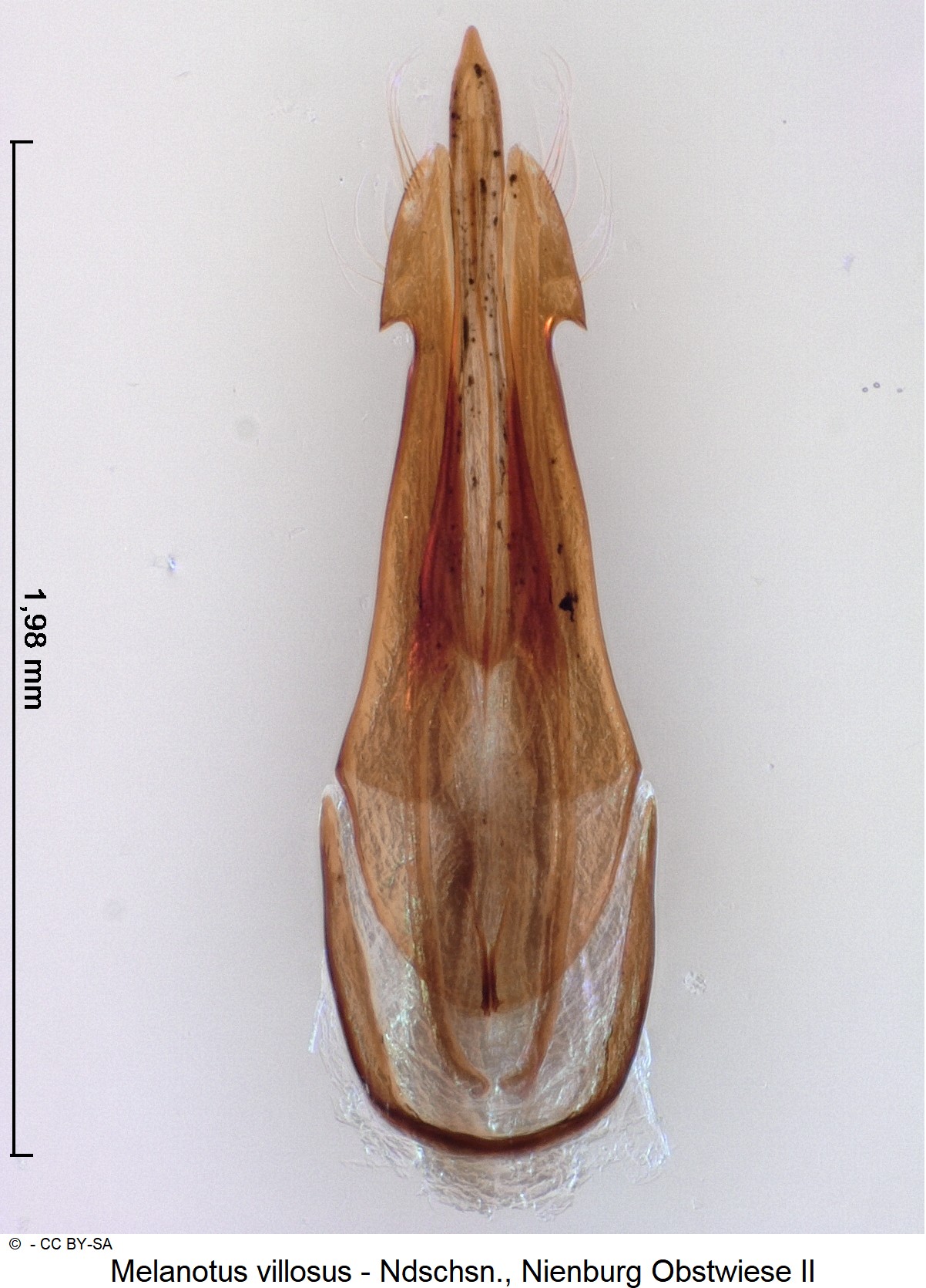 melanotus_villosus_ck18747.jpg