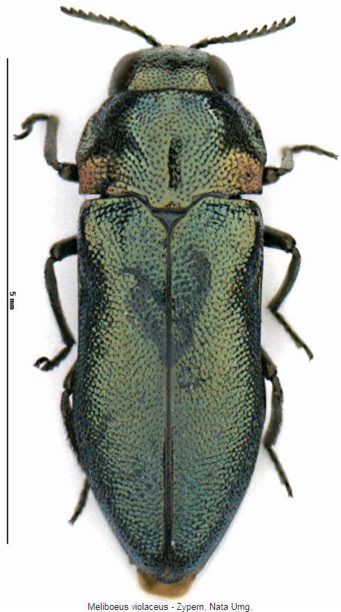 meliboeus_violaceus_hab.jpg
