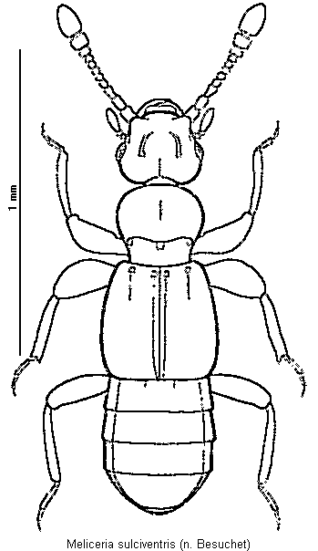 meliceria_sulciventris_hab.gif
