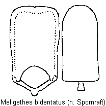 meligethes_bidentatus.gif