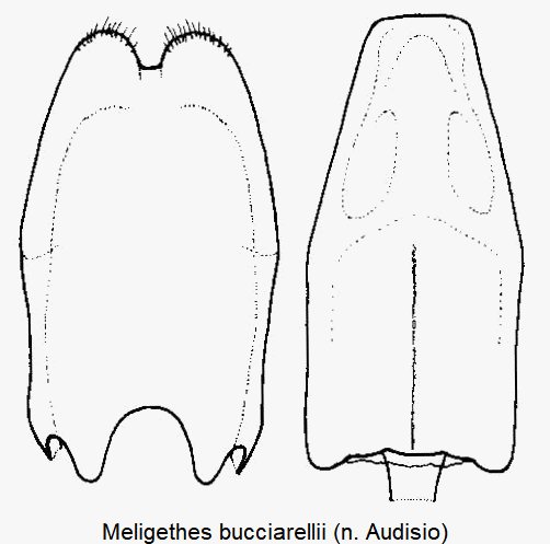 meligethes_bucciarellii.gif