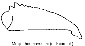 meligethes_buyssoni_vschn.gif