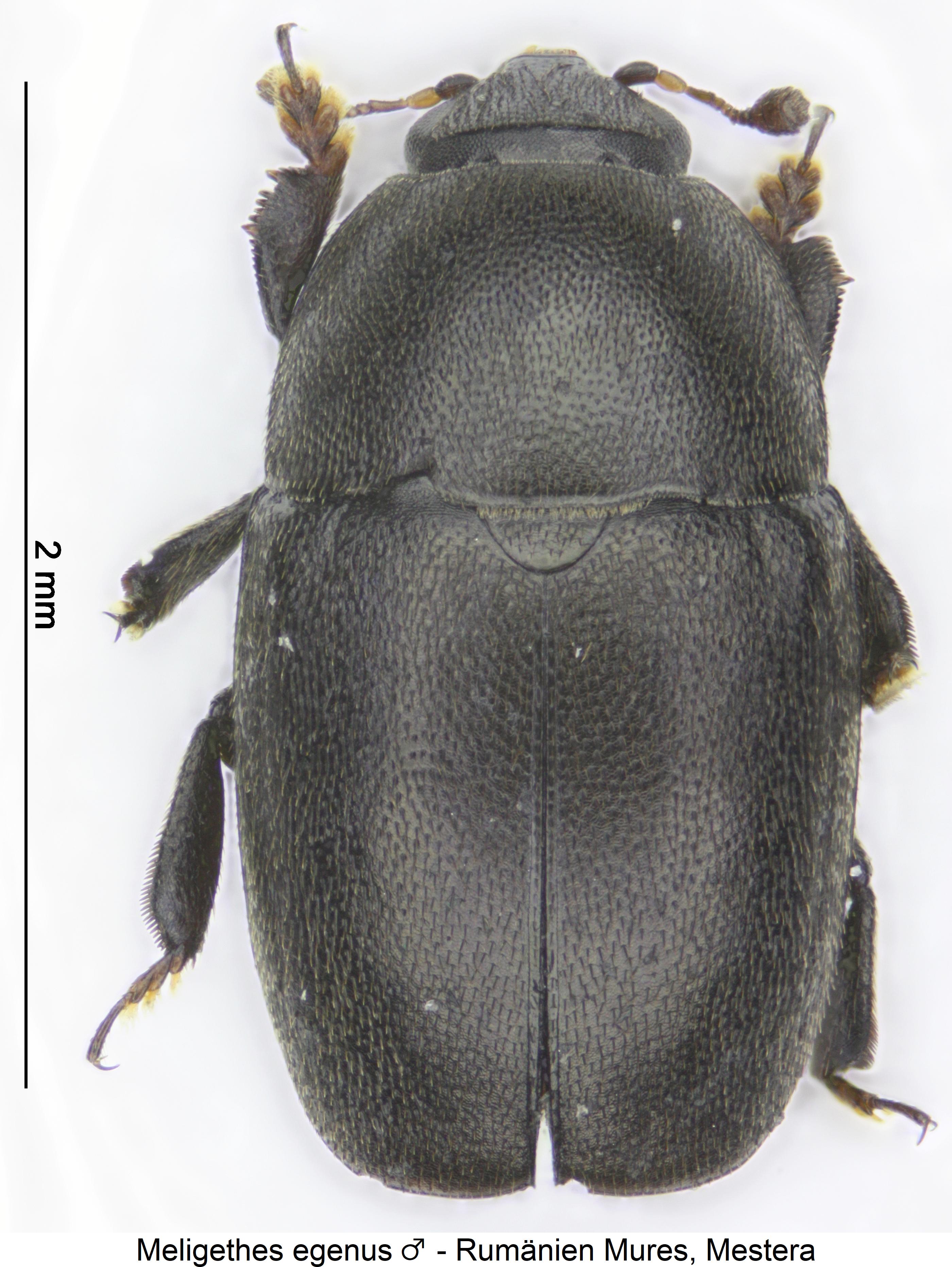 meligethes_egenus_m_hab.jpg