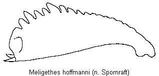 meligethes_hoffmanni_vschn.gif
