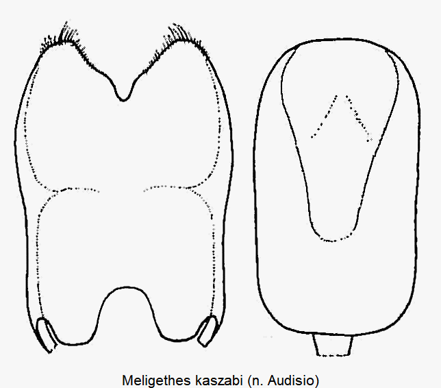 meligethes_kaszabi.gif