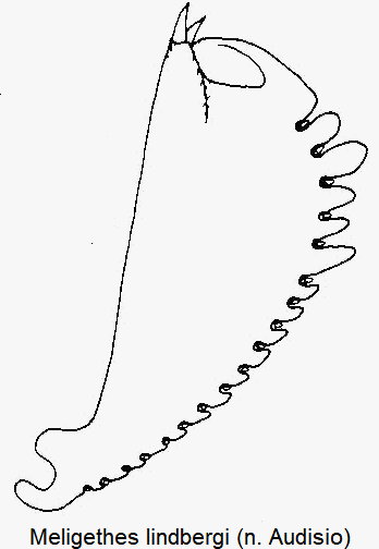 meligethes_lindbergi_vschn.gif